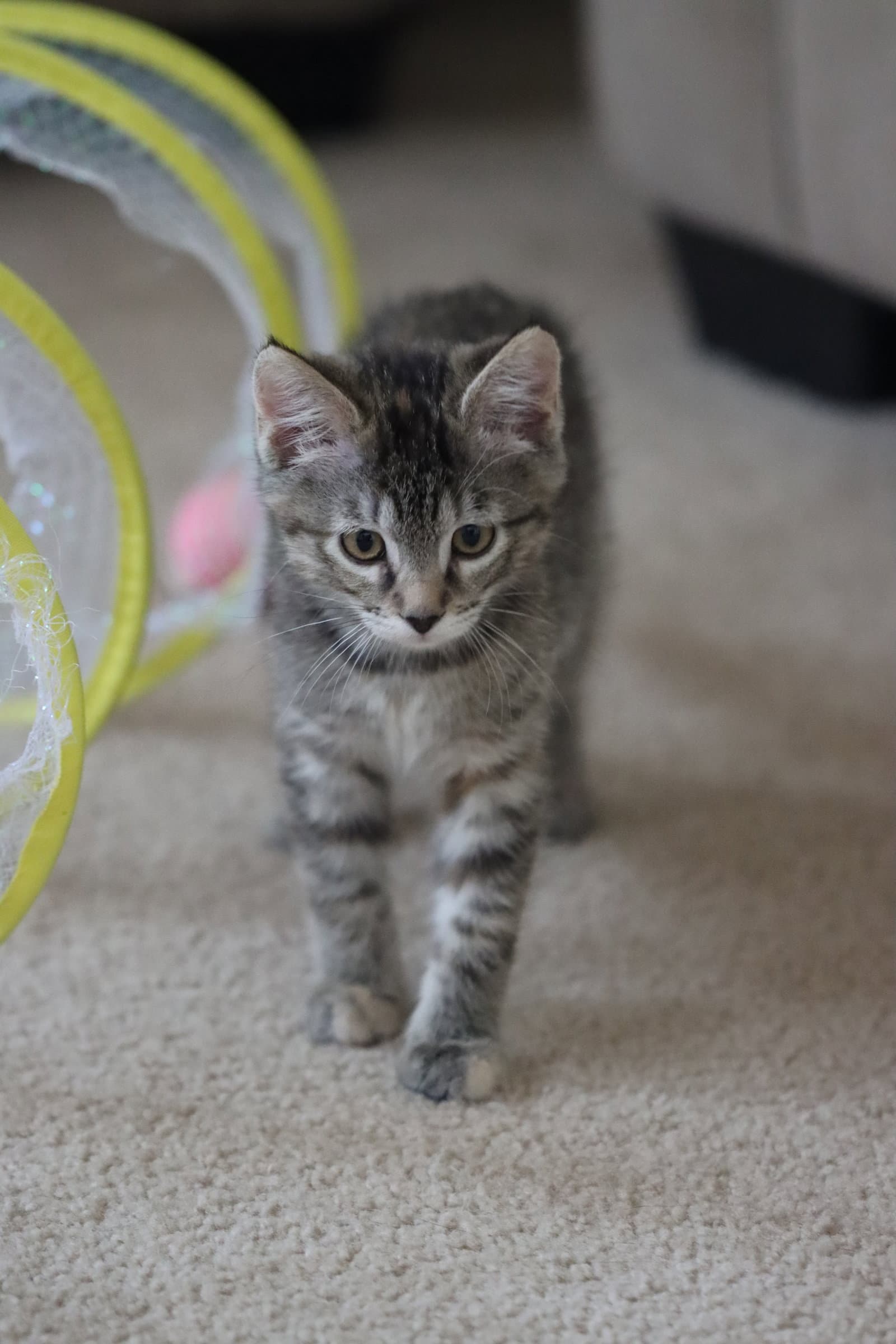 Miles - Domestic Short Hair