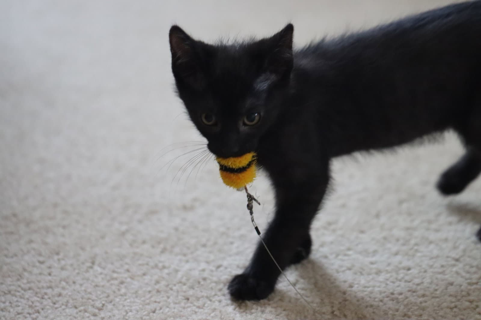 Ben - Domestic Short Hair