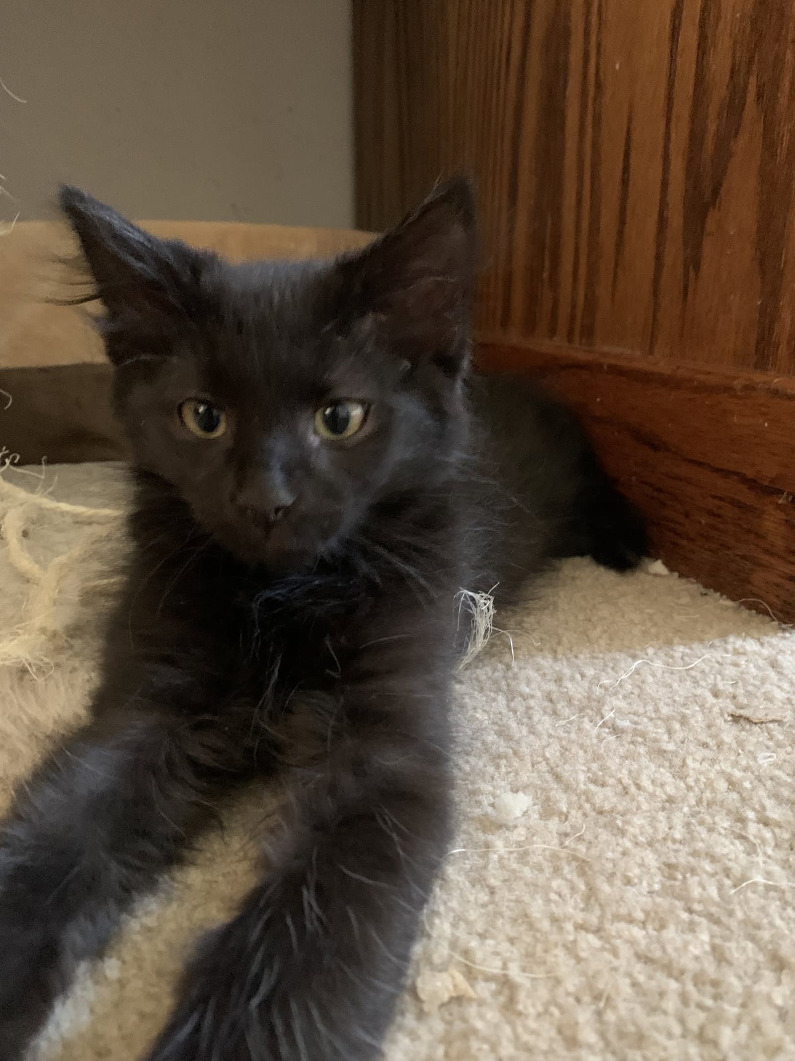 Otis