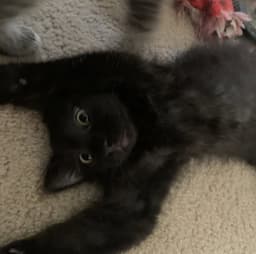 Otis image 2
