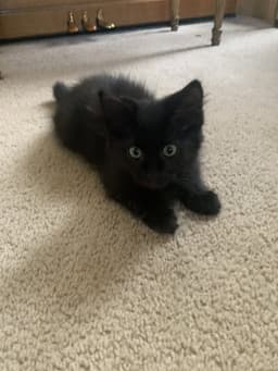 Otis image 3