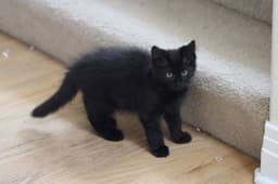 Otis image 4