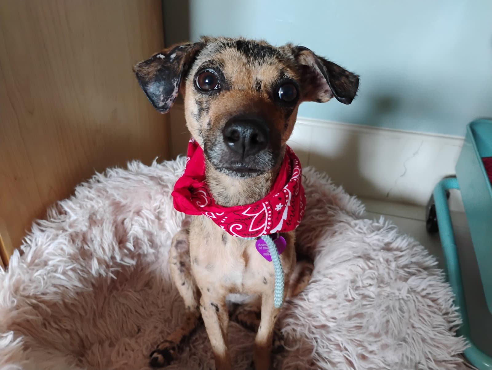 Little Star - Chihuahua