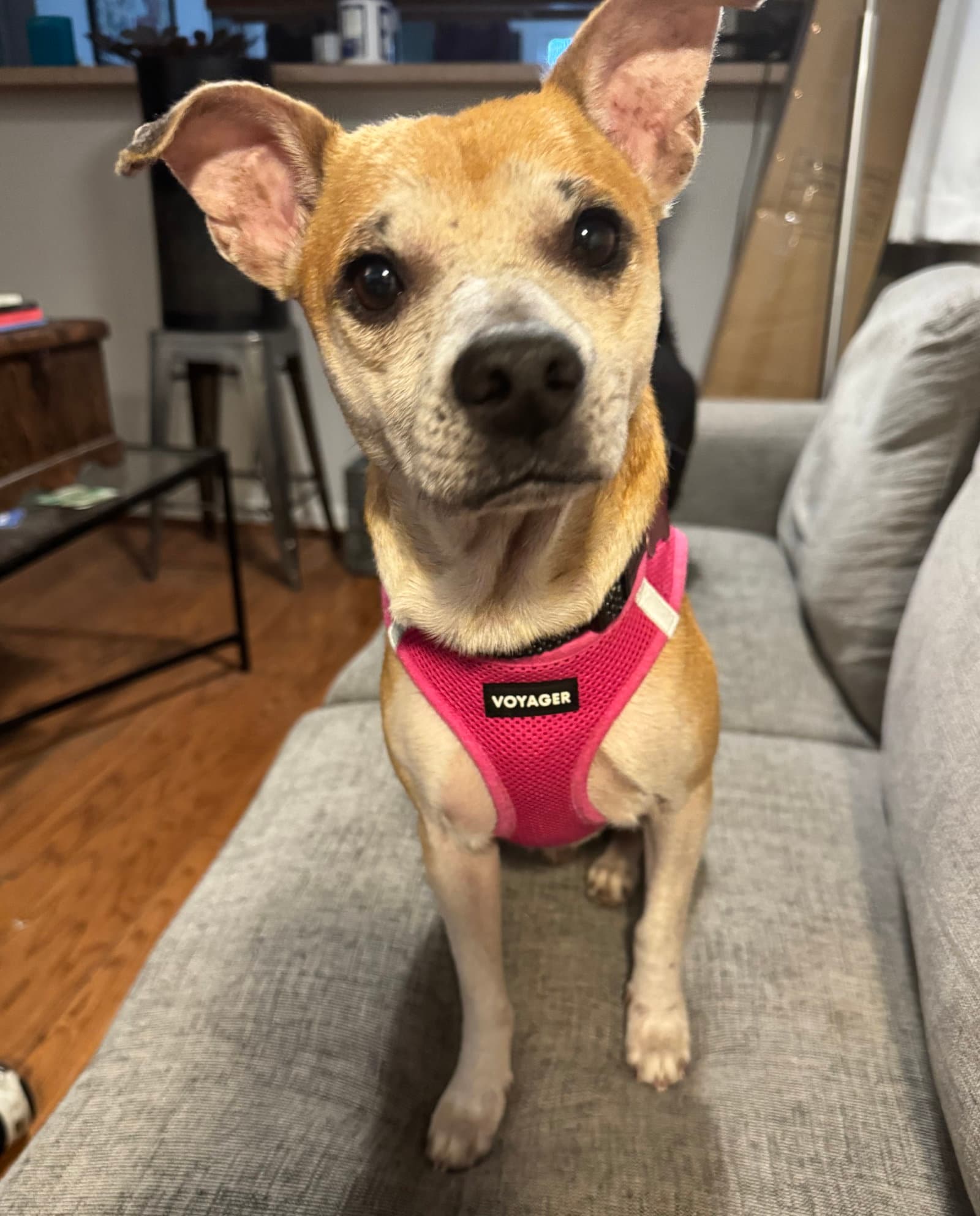 Ronnie - Chihuahua