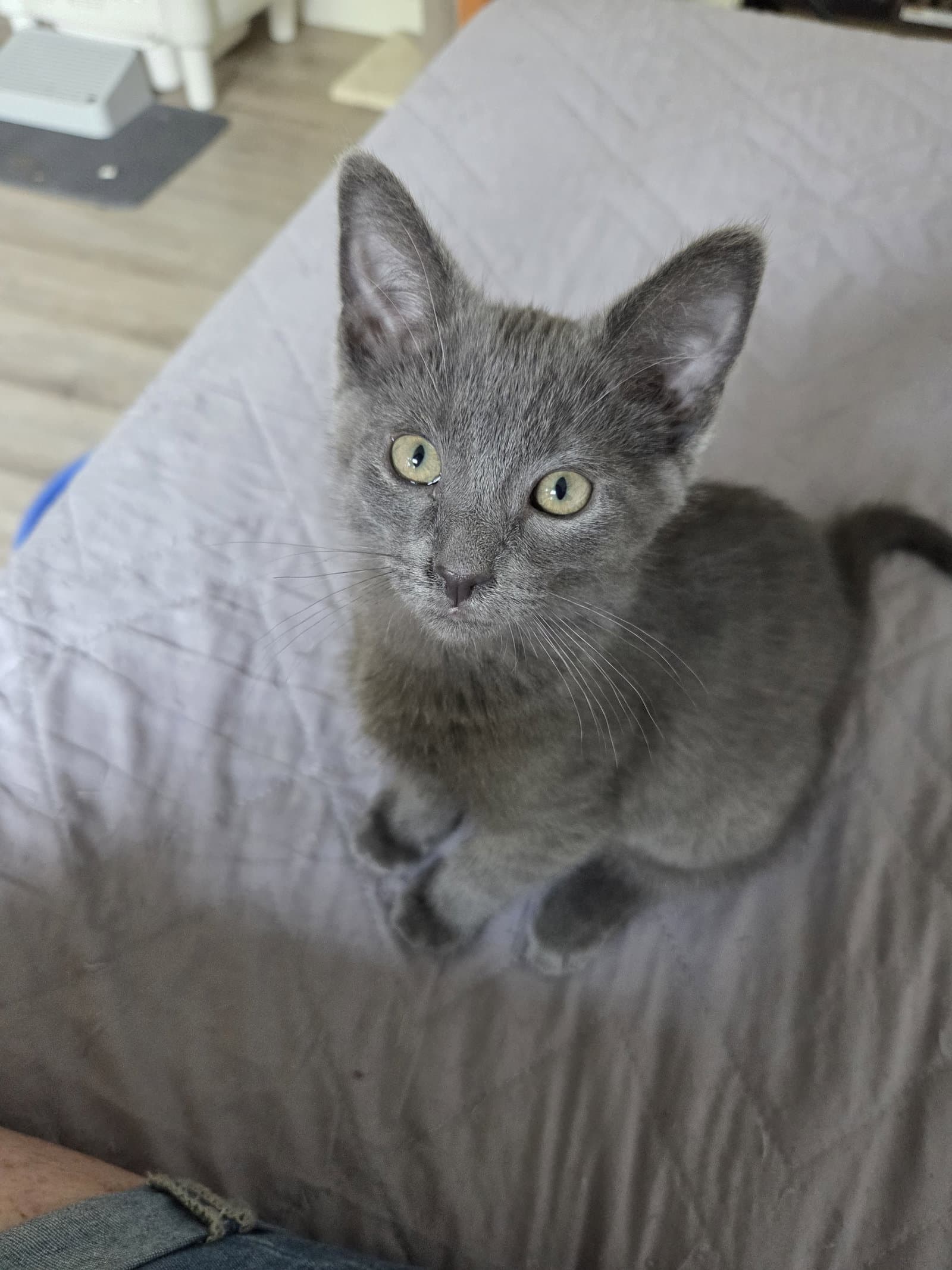 Stellan - Domestic Short Hair