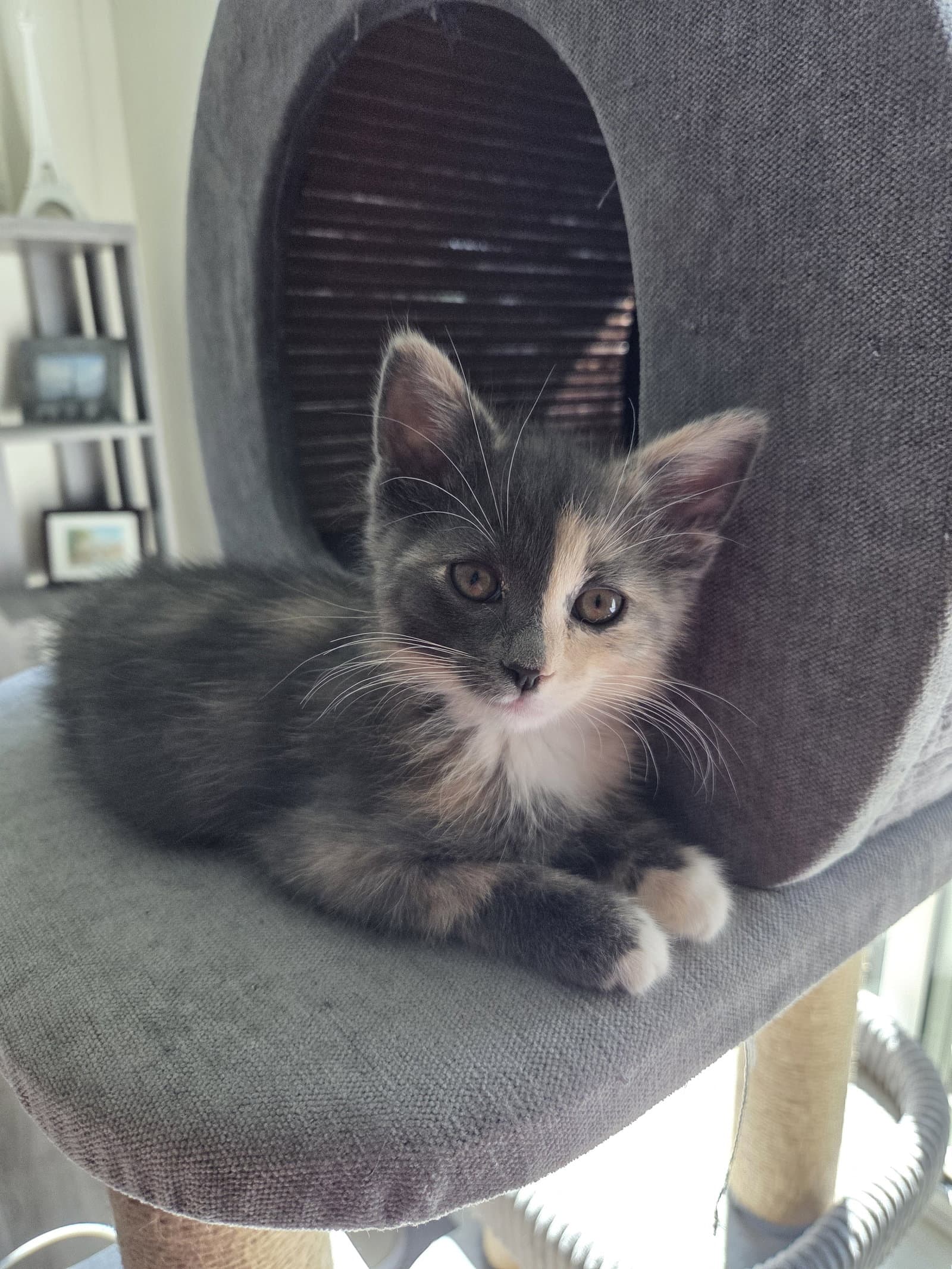 Tansy - Domestic Medium Hair