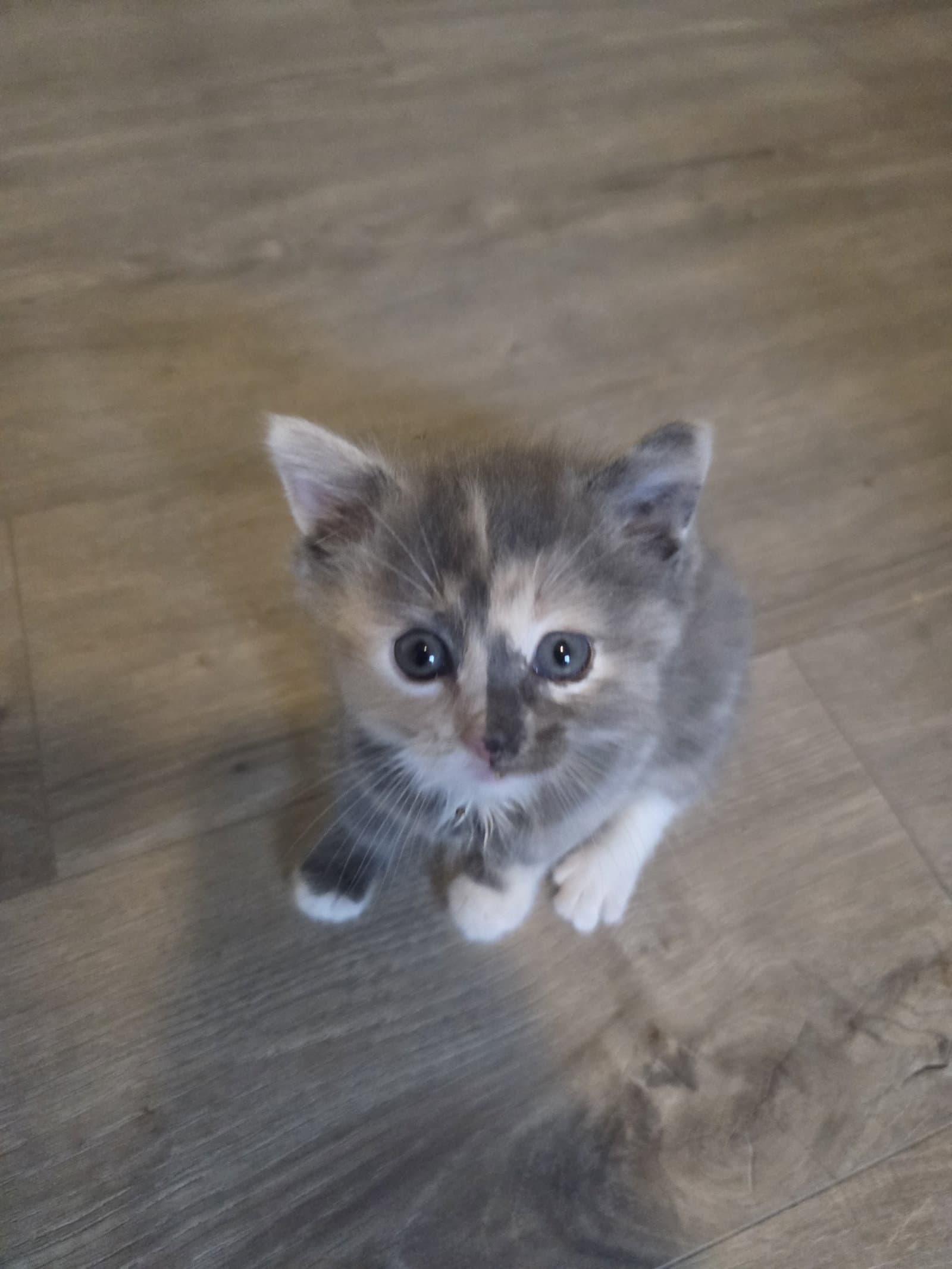 Zephyr - Domestic Short Hair