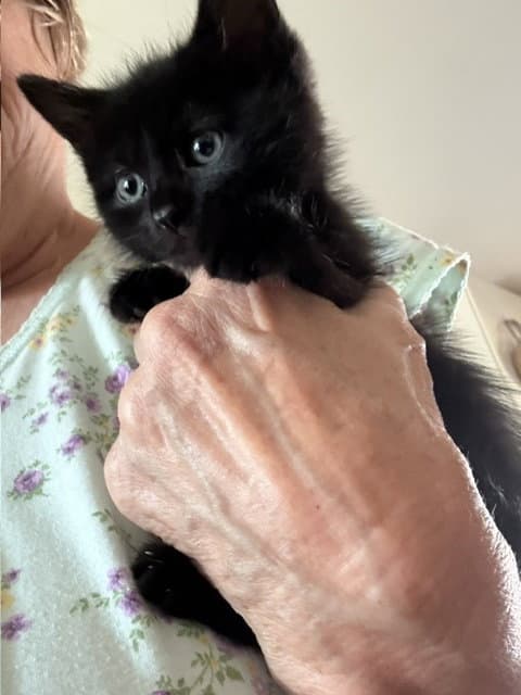 Dominoe - Domestic Short Hair