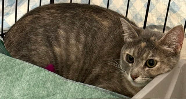 Santana - Domestic Short Hair