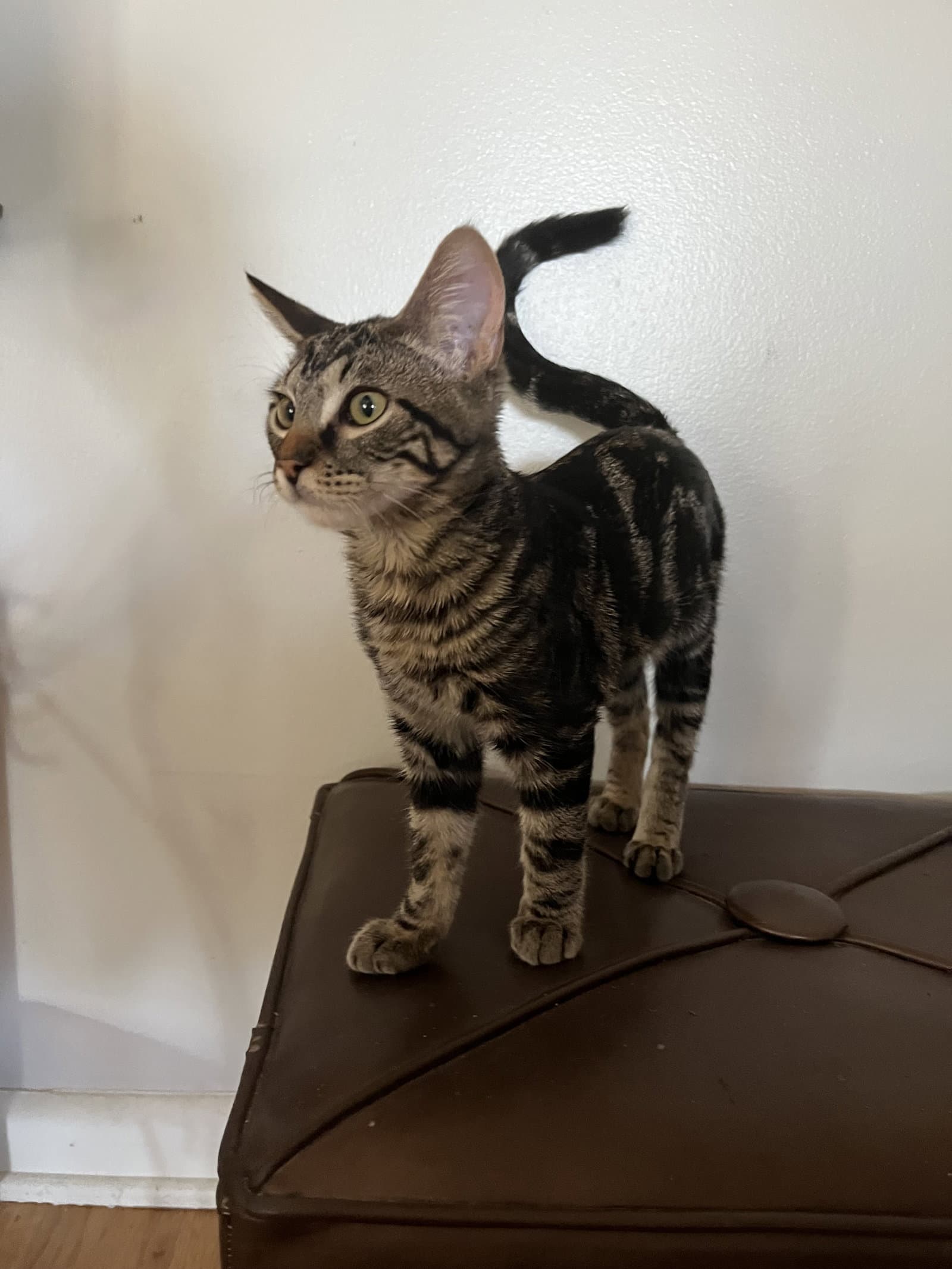 Wiki Stick - Domestic Short Hair