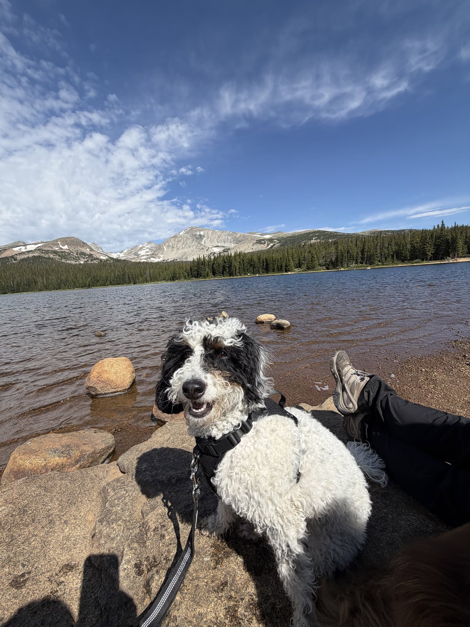 Pepper Courtesy - Bernese Mountain Dog