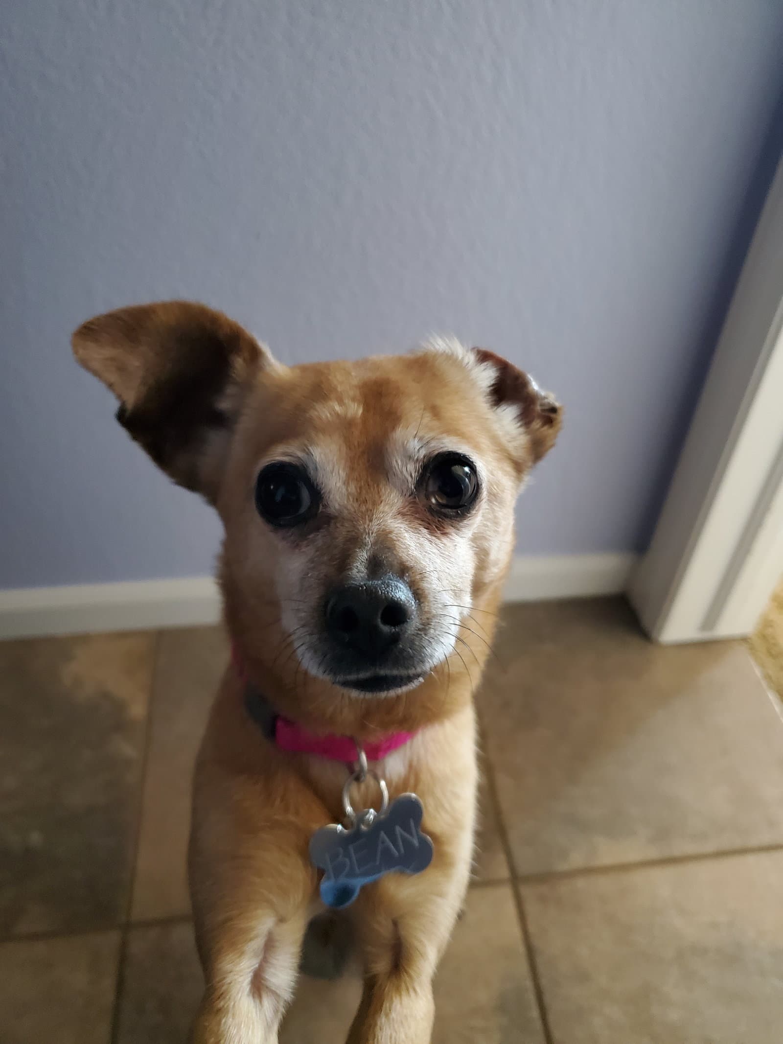Bean Courtesy - Chihuahua