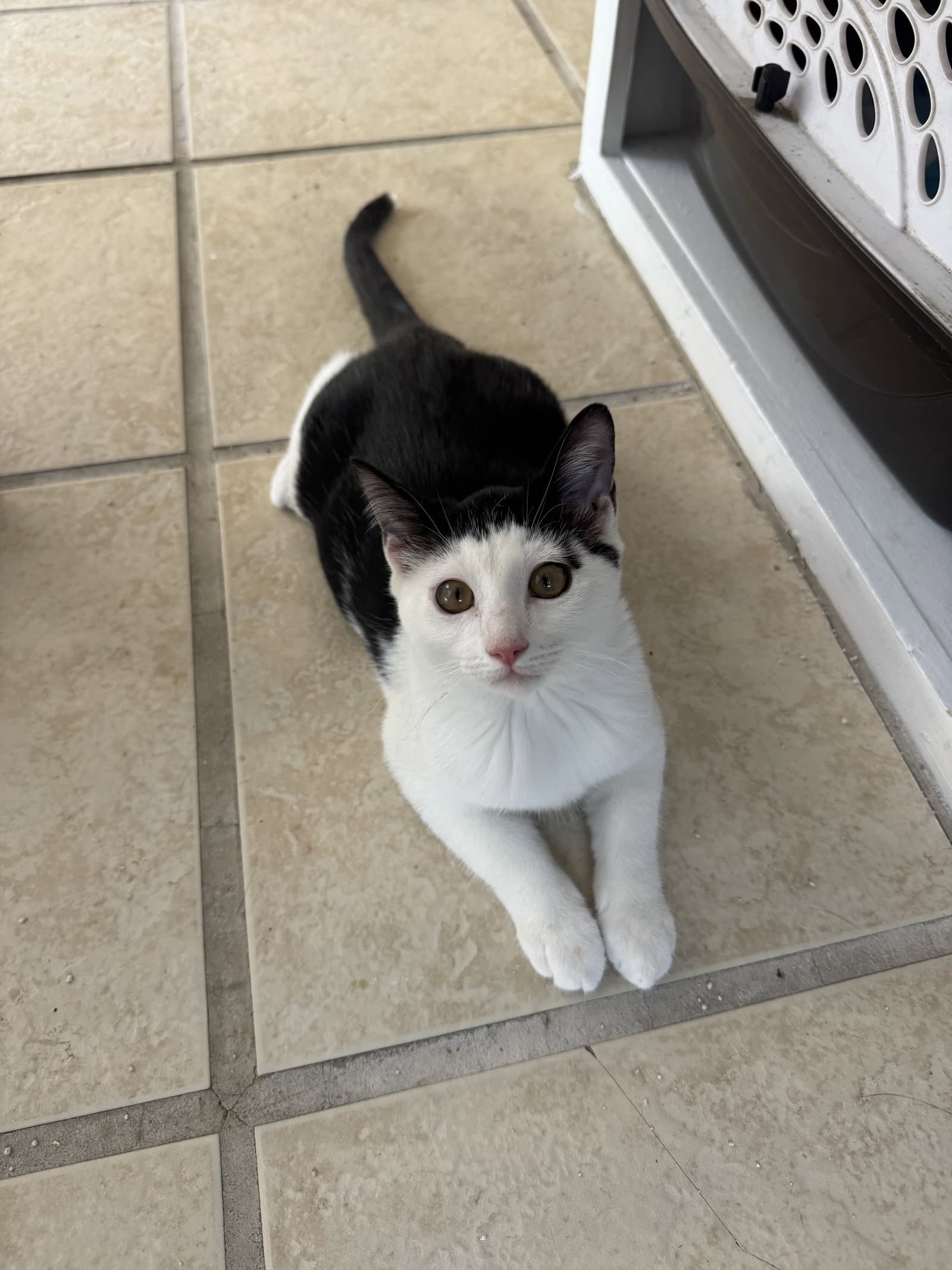Arundel - Domestic Short Hair