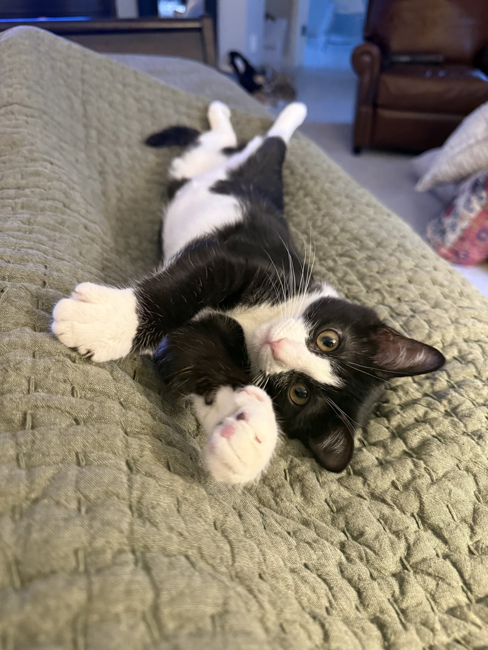 Tintagel - Domestic Short Hair