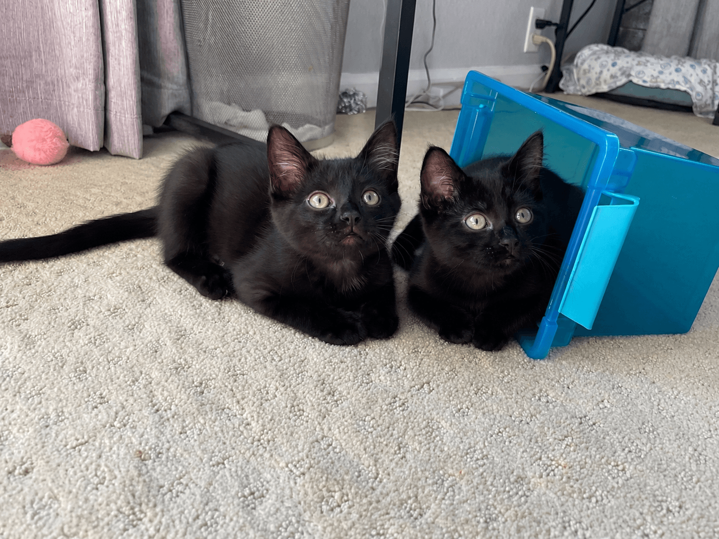 Turbo  Cruise - Domestic Short Hair
