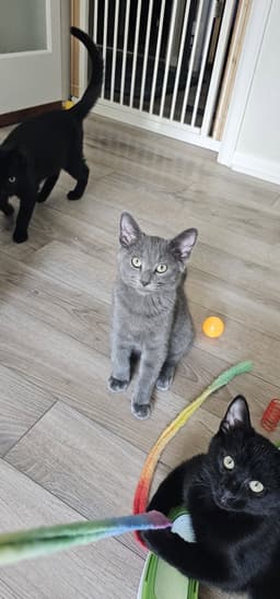 Vlad image 1