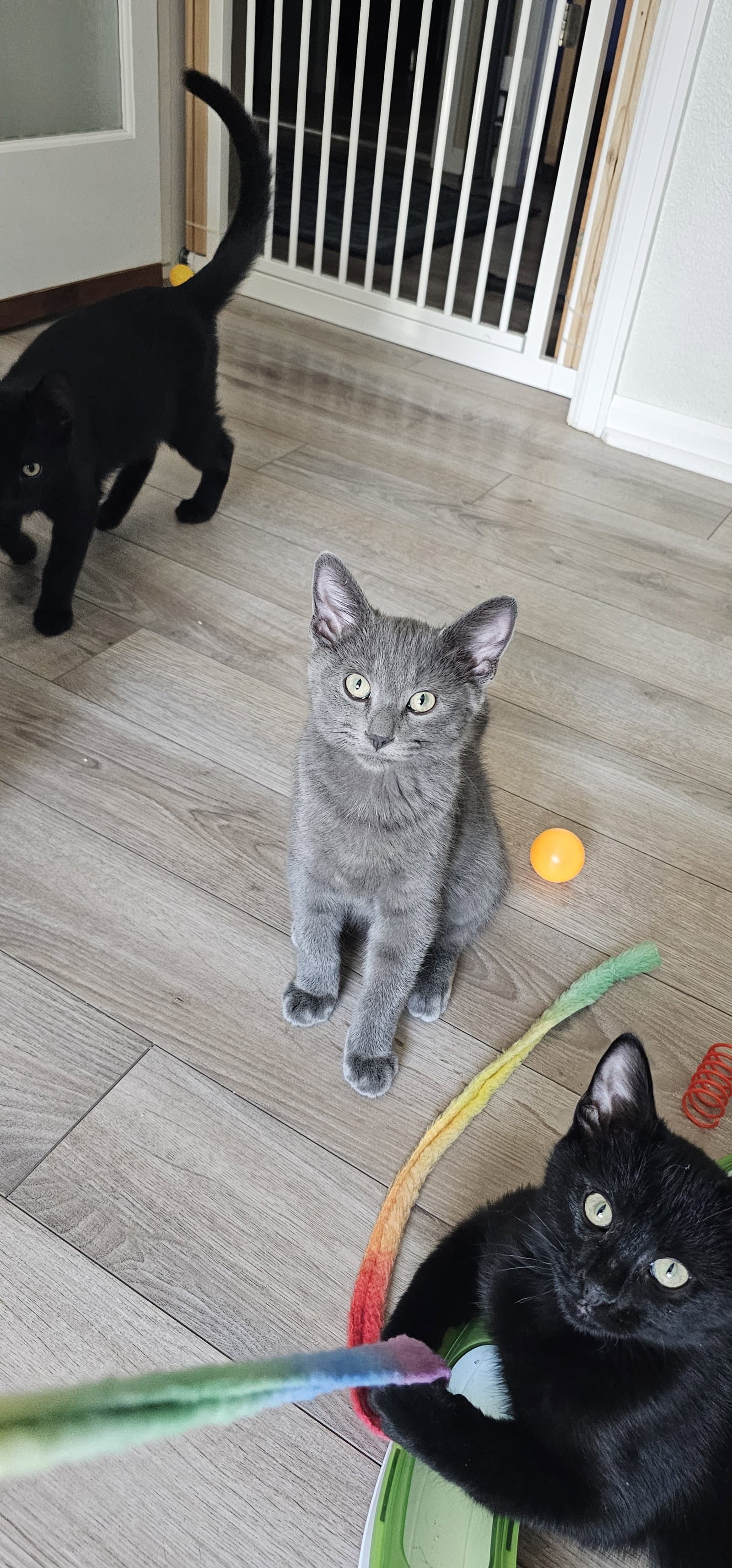 Vlad - Domestic Short Hair