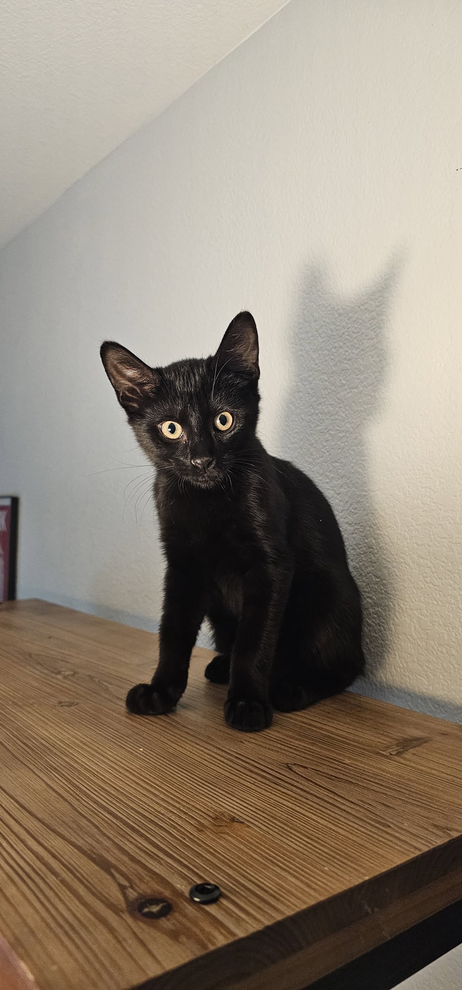 Cristiano - Domestic Short Hair