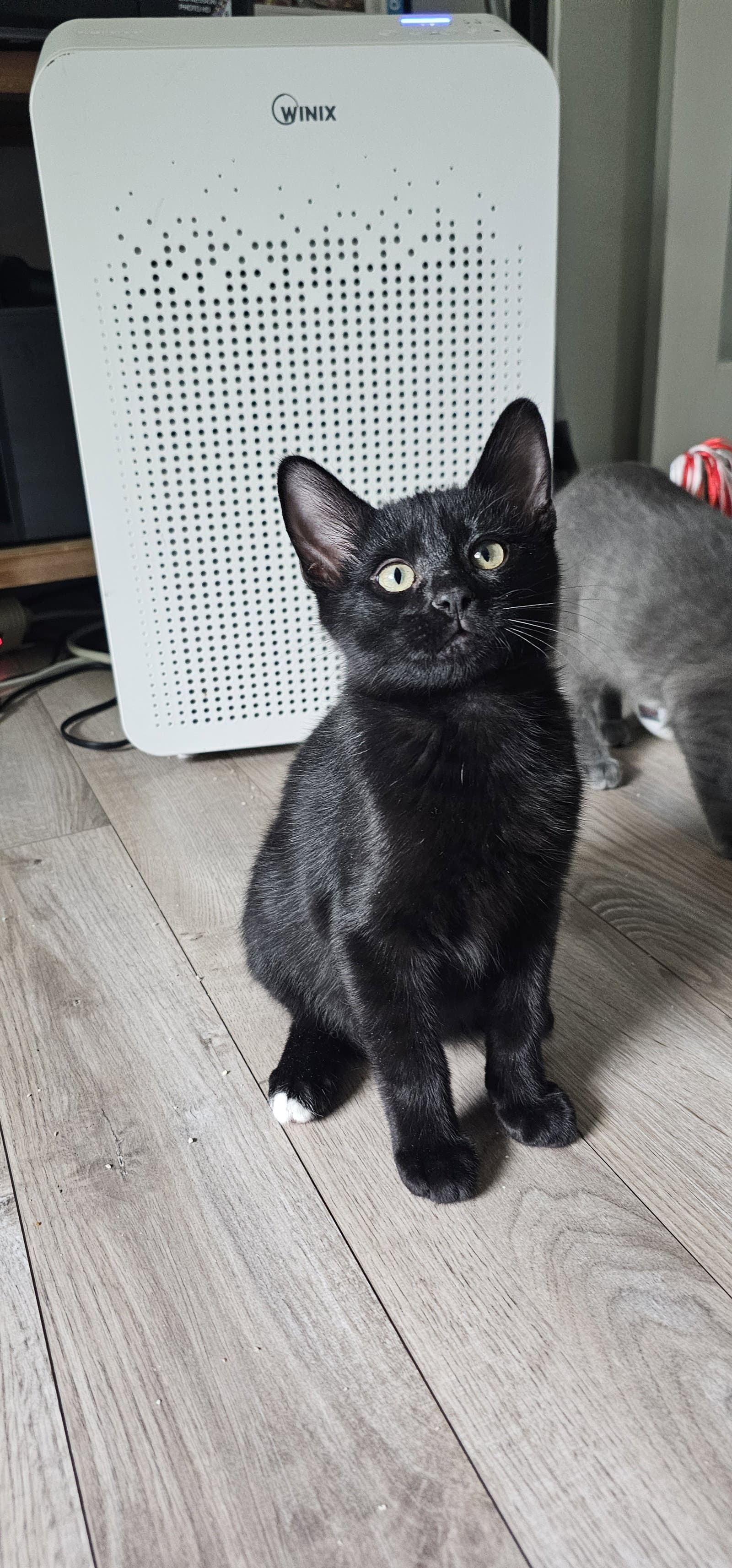 Erling - Domestic Short Hair