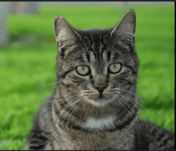 Nala Indooroutdoor - Courtesy Post image 1