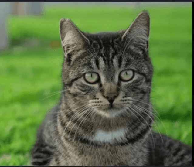 Nala Indooroutdoor - Courtesy Post - Domestic Short Hair