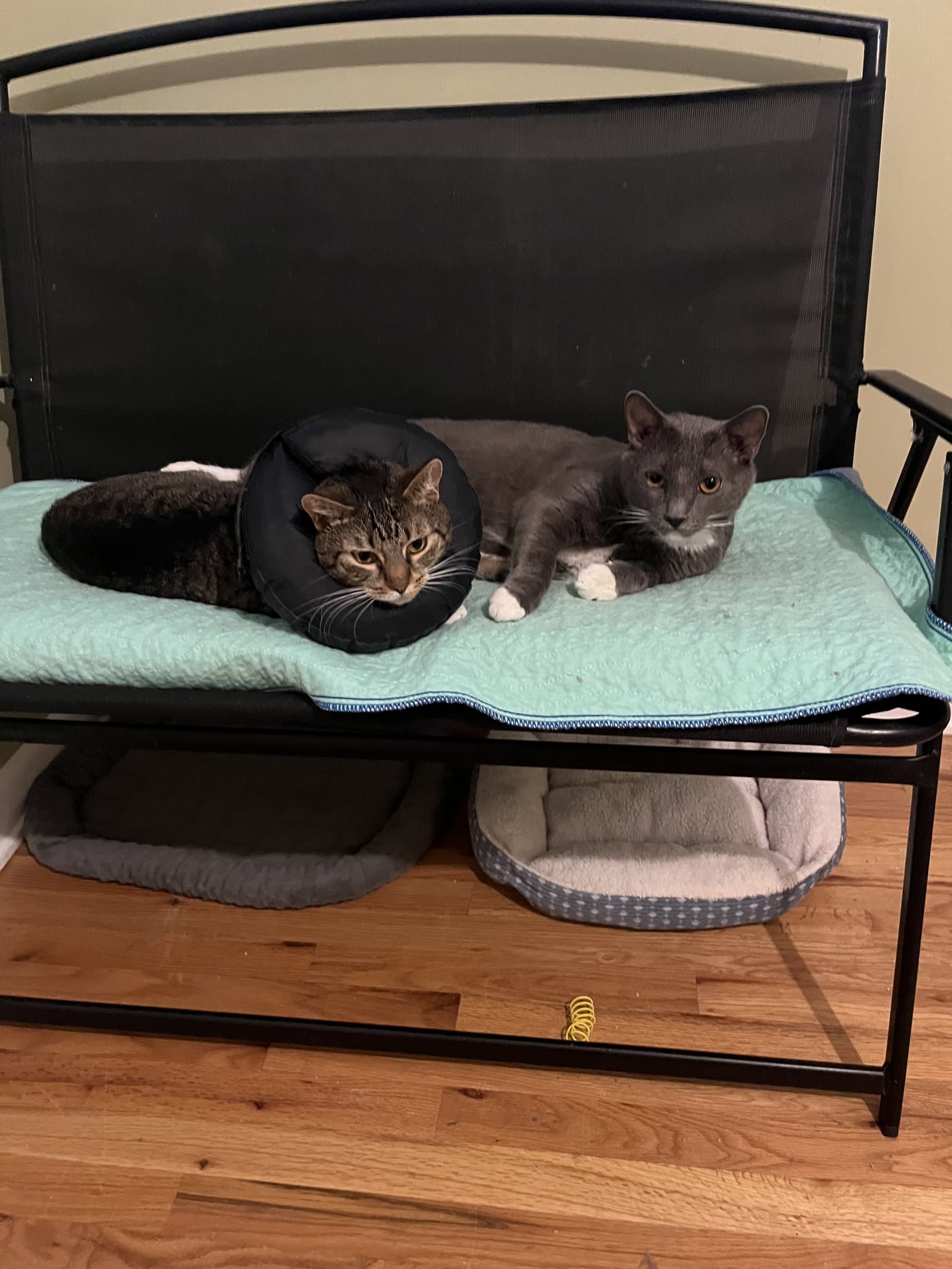 Paula  Thor - Domestic Short Hair