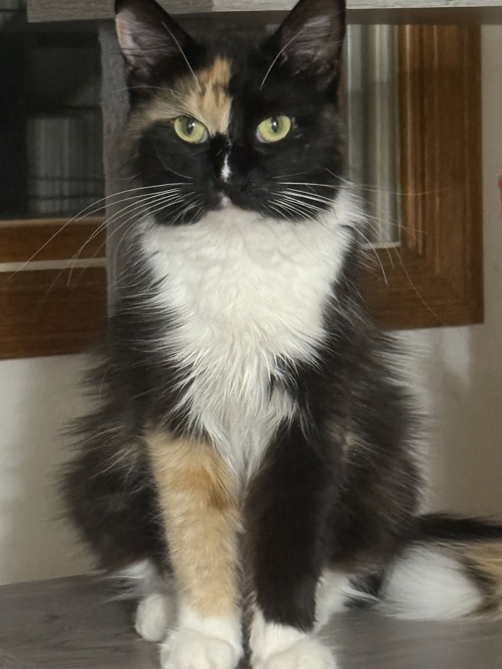 Monroe - Domestic Long Hair
