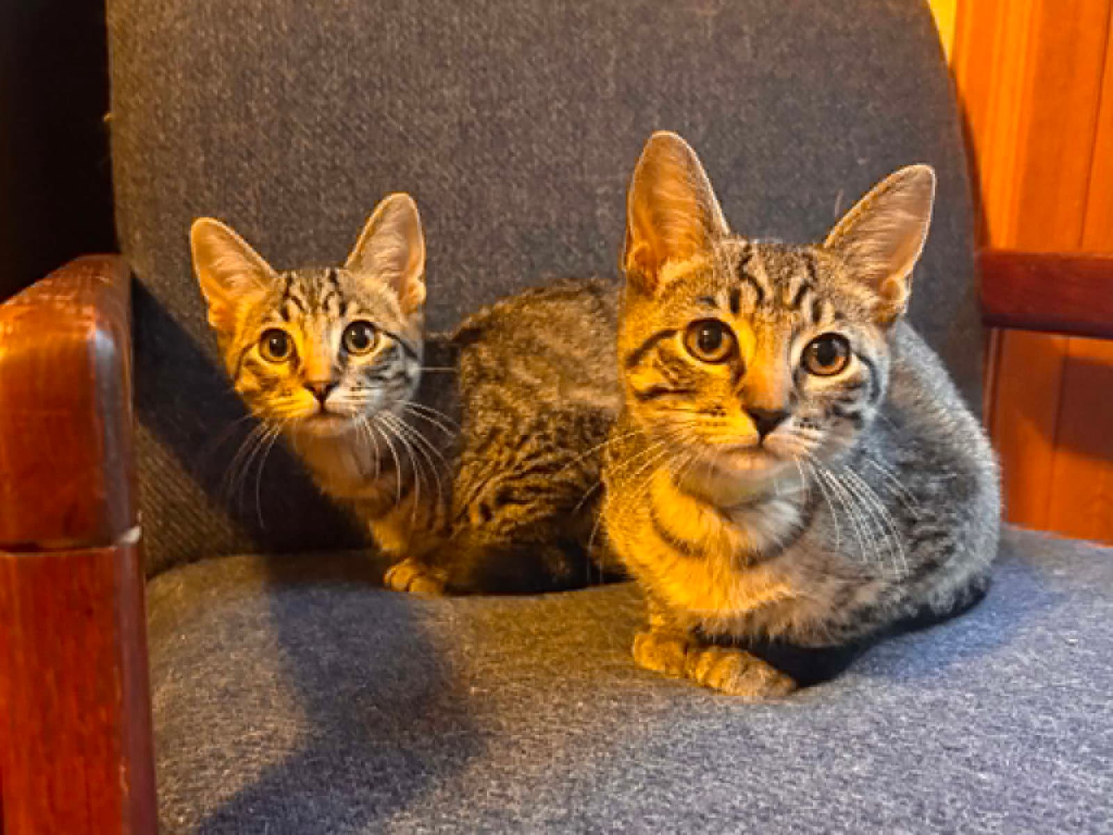 Jeodore - Domestic Short Hair
