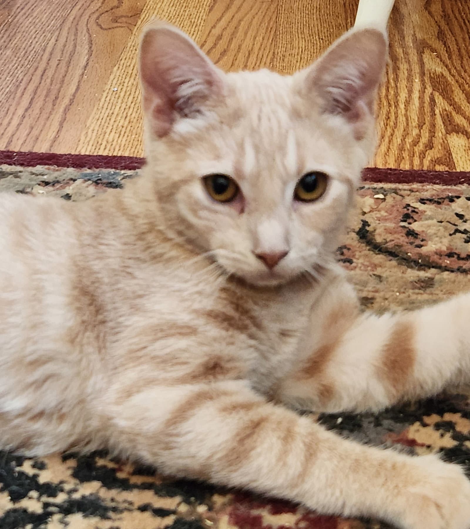 Cricket - Domestic Short Hair