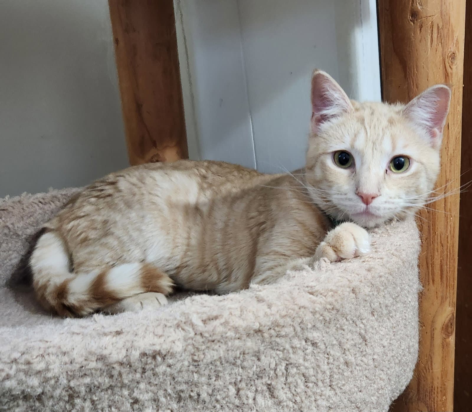 Clover - Domestic Short Hair