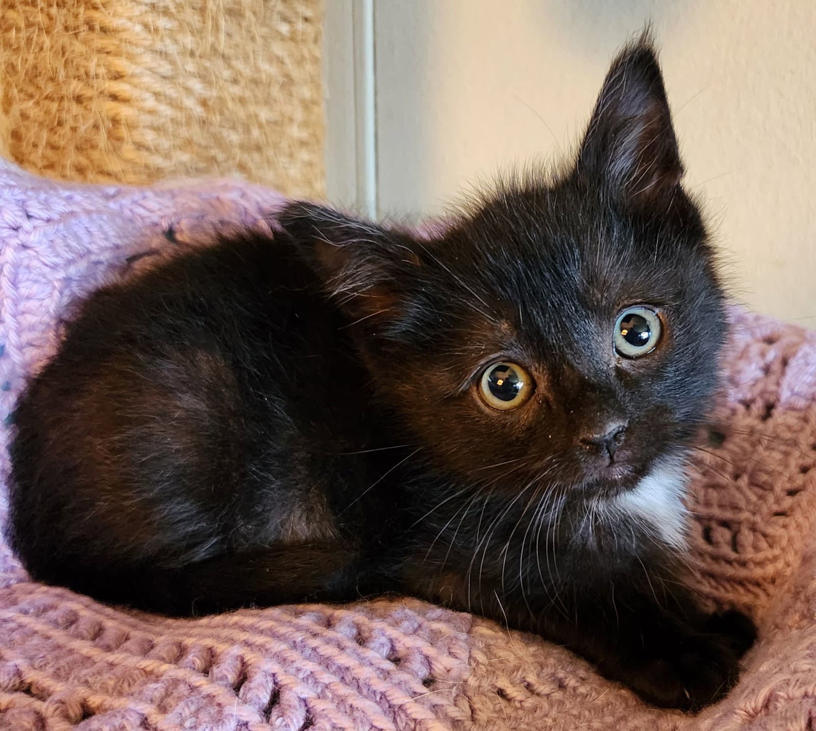 Linus - Domestic Short Hair