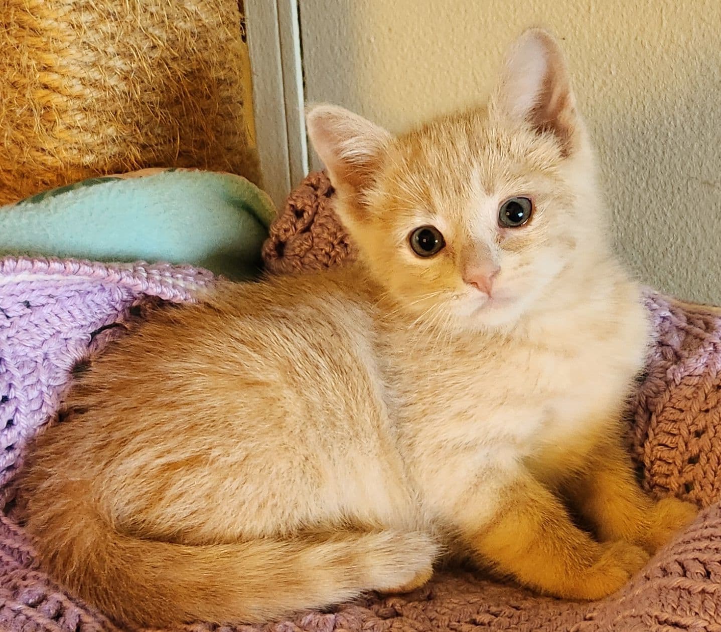 Lenny - Domestic Short Hair