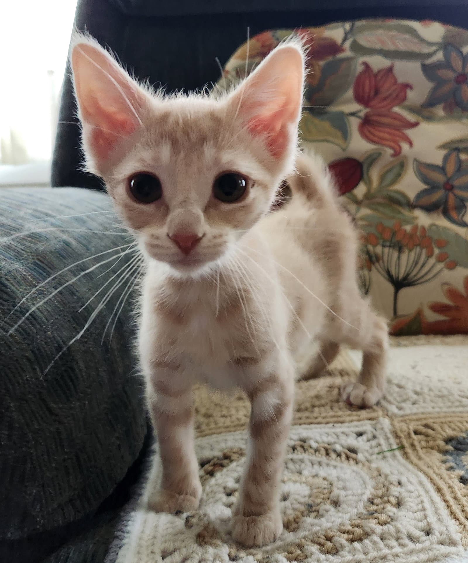 Lilly - Domestic Short Hair