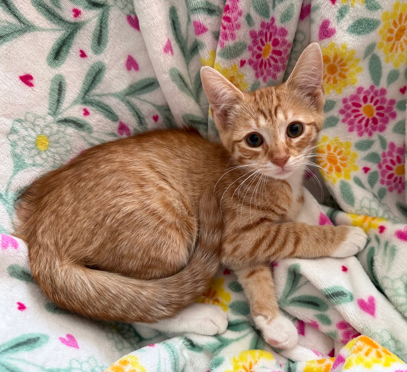 Timn - Domestic Short Hair