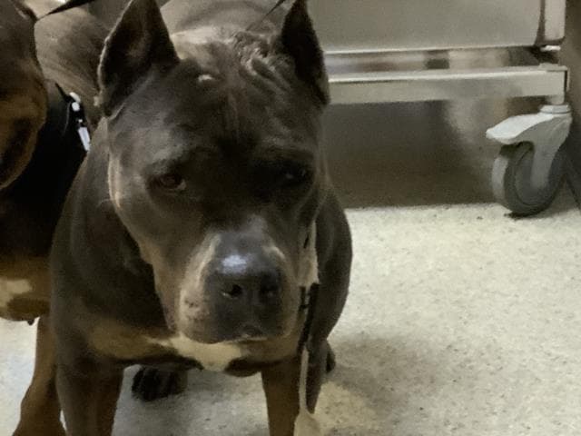 Beattice - Pit Bull Terrier