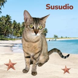 Susudio image 1