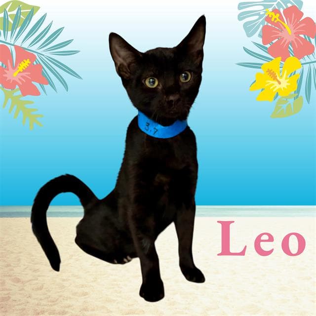 Unknown - Domestic Short Hair