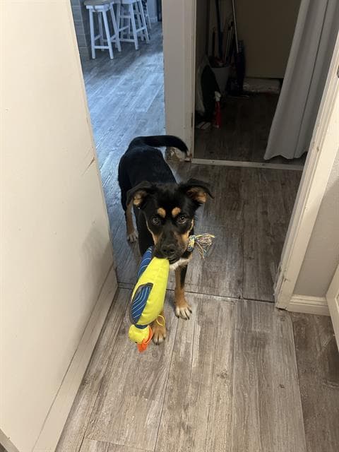 Unknown - German Shepherd Dog