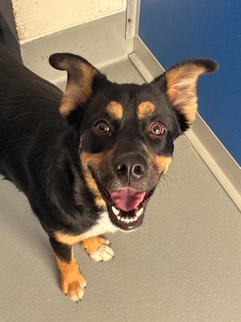 Unknown - German Shepherd Dog