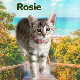 Rosie image 1