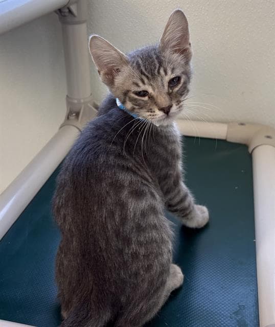 Johnny - Domestic Short Hair