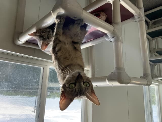 Jasmin - Domestic Short Hair