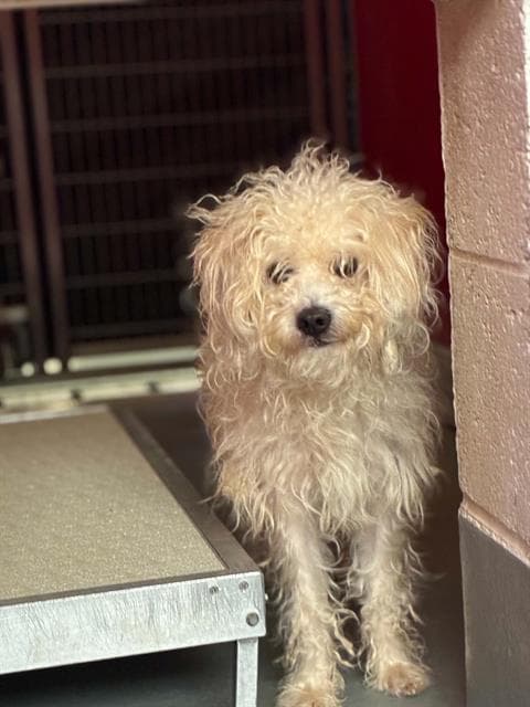 Charlie - Poodle (Miniature)