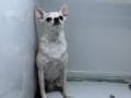 Mildred - Chihuahua