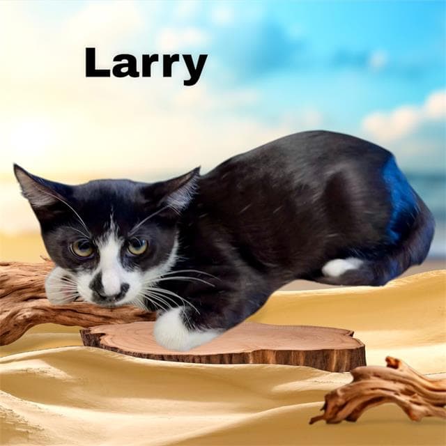 Larry - Domestic Medium Hair