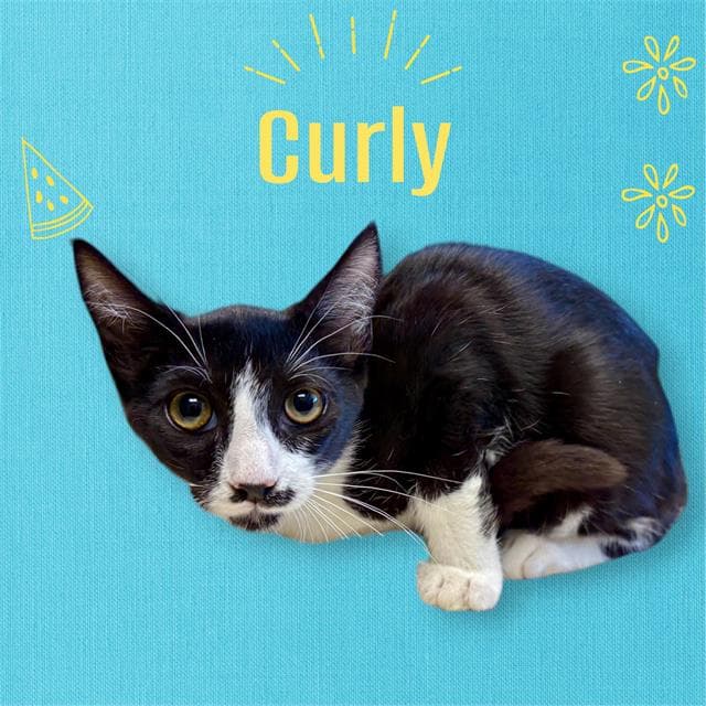 Curly - Domestic Medium Hair