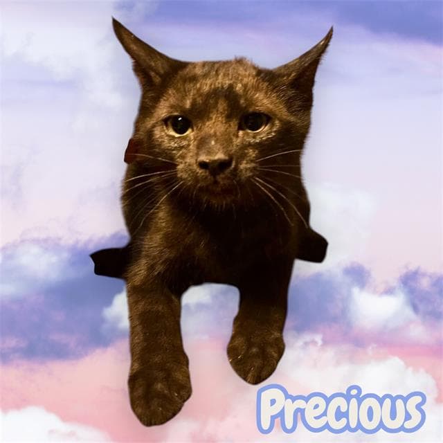 Precious - Domestic Short Hair