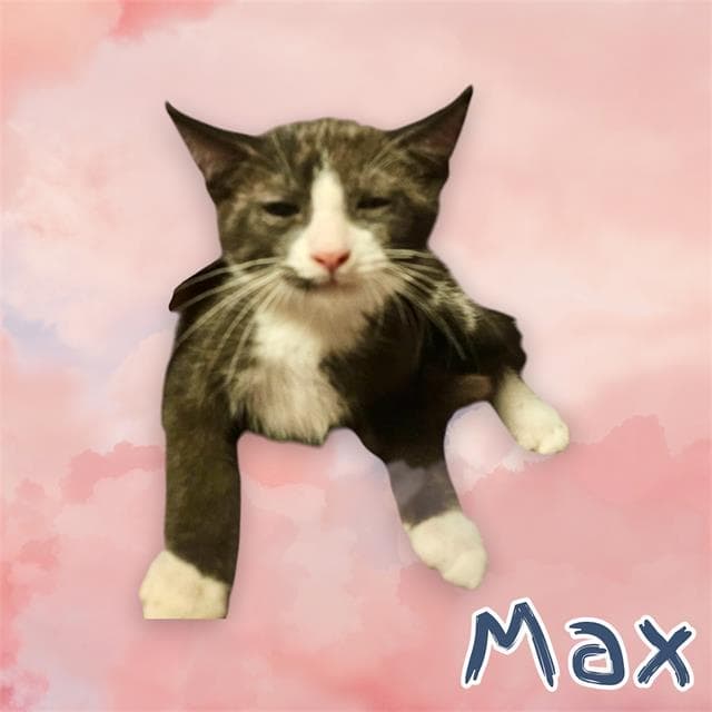 Max - Domestic Short Hair