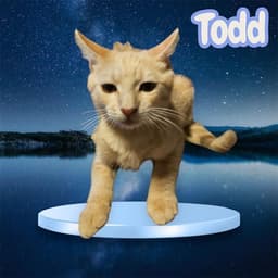 Todd image 1