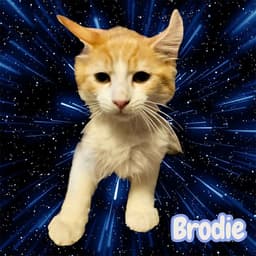 Brodie image 1